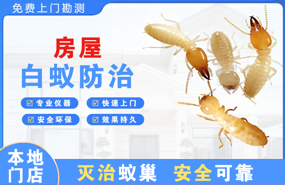 沛县房屋白蚁防治